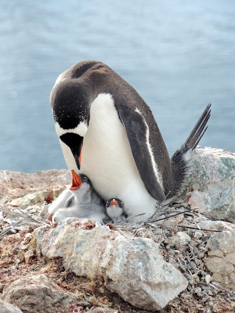 Antarctic Exploration